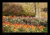 Keukenhof Hollandia 063